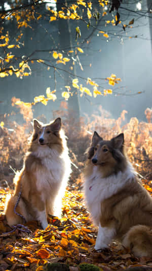 兩隻牧羊犬坐喺陽光普照嘅秋日森林入面，周圍係金色樹葉。