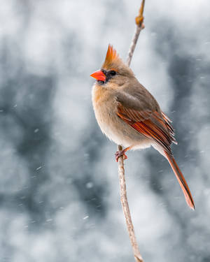雌性紅衣鳳頭鳥在雪中棲息於樹枝上 — 雪 壁紙