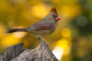 雌性紅衣鳳頭鳥棲息在秋葉中的樹樁上。 — 鳥 壁紙