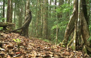 茂密熱帶森林中的雲豹，有落葉和高大的樹木。 — 森林景色 壁紙