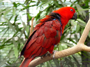 一隻帶有藍色羽毛的亮紅色鸚鵡棲息在樹枝上，周圍環繞著綠葉。 — 鳥 壁紙