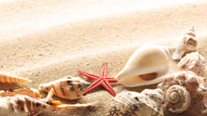 沙灘上金色沙灘中的紅色海星和各種貝殼。 — 海灘 壁紙