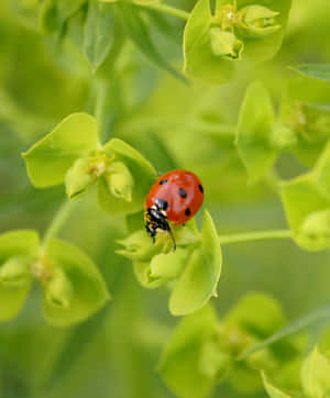綠色植物葉片上的紅色瓢蟲，日光 — Apple Watch Ultra 壁紙