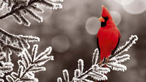 冬日雪松枝上的一隻亮紅色紅衣鳳頭鳥。 — 鹿 壁紙