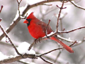 一隻鮮紅色的紅衣主教鳥在冬天坐在積雪的樹枝上。 — 冬日美學 壁紙