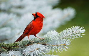 一隻鮮紅色的紅衣鳳頭鳥棲息在積雪的松樹枝上。 — 鳥 壁紙