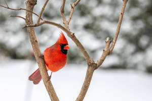 冬天裡，一隻鮮紅色的紅衣鳳頭鳥棲息在沾滿雪花的樹枝上。 — 雪 壁紙