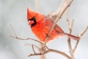 冬天時，一隻鮮紅色的紅衣鳳頭鳥棲息在灑滿雪的樹枝上。 — 鳥 壁紙