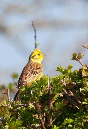黃頭鳥在明亮陽光下棲息在綠色樹枝上。 — 小米Mix 壁紙