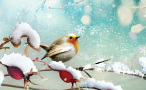 知更鳥在雪中玫瑰果上的冬日場景 — 冬日美學 壁紙