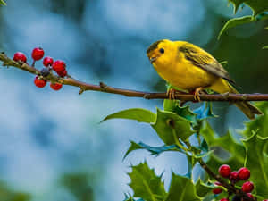 冬青樹枝上的黃色鳥，有紅色漿果和綠色葉子 — 4:3 壁紙