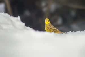 一隻亮黃色的鳥站在冬日森林的雪地上。 — 低飽和度 壁紙