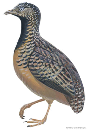 一隻頭部有斑點和複雜羽毛圖案的鳥的插圖。 — 鳥 壁紙