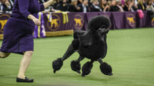 一隻黑色貴賓犬在狗展場地被馴犬師牽著走。 — 金毛尋回犬 BB GIF 壁紙