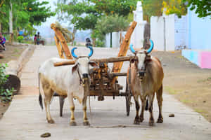 兩頭公牛在鄉村道路上拉著一輛木製馬車。
