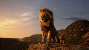 非洲稀樹草原上，夕陽下岩石上的獅子和幼獅。 — 美麗的日落動畫 壁紙