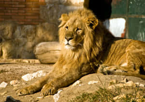 一頭擁有豐滿鬃毛的雄性獅子在動物園圍欄內的岩石上休息。 — 獅子王 GIF 壁紙