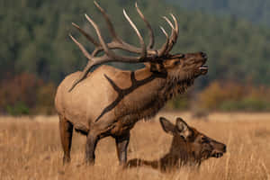 一頭擁有令人印象深刻鹿角的大麋鹿站在田野中，一頭雌性麋鹿在附近休息。