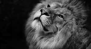 獅子臉部特寫，黑白相間，眼睛銳利，毛髮細節豐富。 — 獅子王 GIF 壁紙