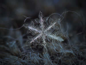 冬天結霜草地上的詳細雪花 — 雪花 壁紙