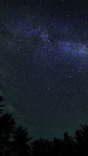 黑暗的夜空，有銀河和松樹剪影