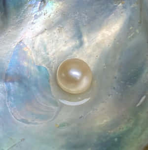 一顆珍珠嵌在色彩繽紛的虹彩貝殼內部 — 珠寶 GIF 壁紙