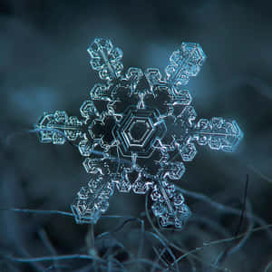 一片細節豐富、邊緣發出藍色光芒的雪花停留在結霜的草地上。 — 雪花 壁紙