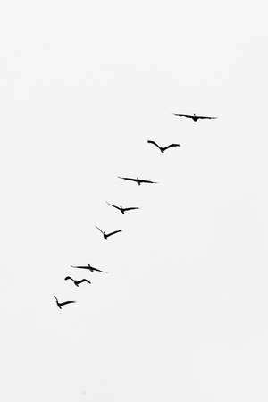 七隻鳥以V字形隊列飛翔於蒼白的天空。 — 簡約 壁紙