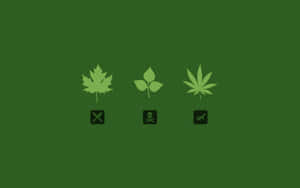 三個風格化的葉子圖標，下方有符號，在綠色背景上 — 植物美學 壁紙