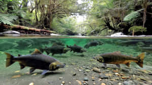 三文魚在茂密森林樹冠下的清澈河流中游泳 — 水下 壁紙