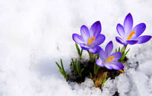 早春時節，紫色番紅花穿過融雪盛開。 — 冬日美學 壁紙