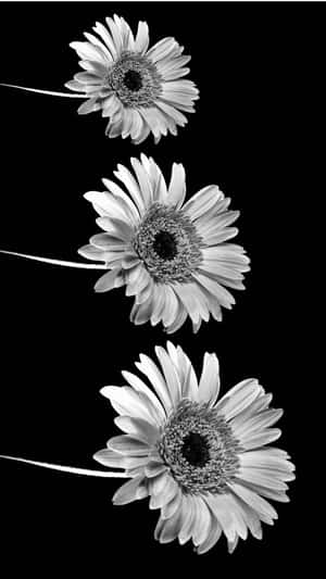 三朵漂浮的雛菊，黑白配色，背景深色。 — 黑白 壁紙