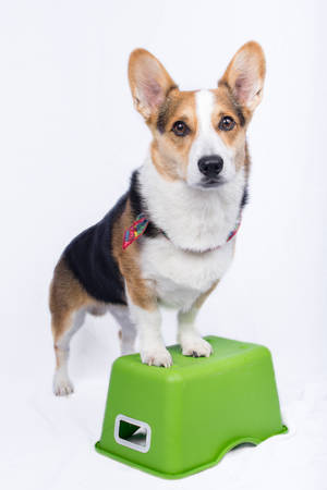 一隻三色哥基犬在攝影棚環境中站在綠色塑膠凳上。