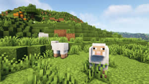 三隻像素化羊在藍天下的塊狀綠色田野中吃草。 — 型格 Minecraft 壁紙