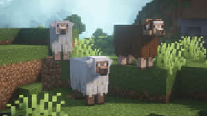 三隻Minecraft羊企喺草地上面嘅像素化戶外場景。 — 我的世界 壁紙