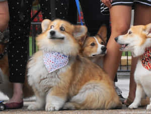 三隻戴著頭巾的哥基犬坐在戶外人群中。