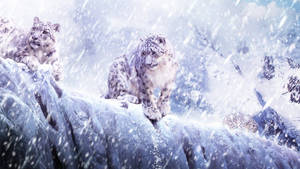 雪豹在冰崖上，山區暴風雪中。 — 豹 壁紙