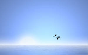 三隻鳥在日出時分，於平靜的海洋上空列隊飛行。 — 晴朗天空 壁紙