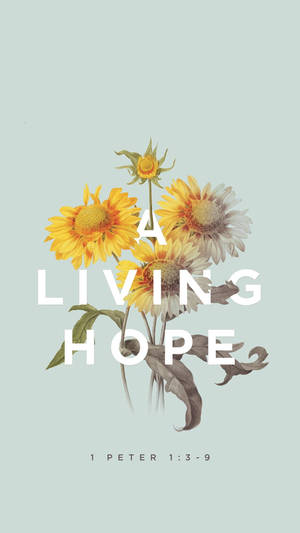 向日葵和文字「A LIVING HOPE」，附有聖經經文彼得前書1:3-9 — 太陽 壁紙