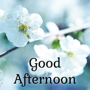 白色櫻花配上'Good Afternoon'文字，柔和藍色背景。 — 春天花朵 GIF 壁紙
