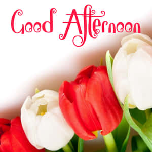 紅色和白色的鬱金香與「Good Afternoon」文字