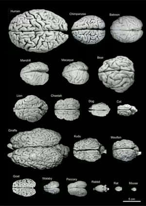 科學插圖比較不同動物（包括人類和老鼠）的大腦結構。