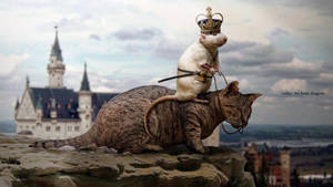 一隻戴著皇冠的老鼠坐在懸崖上的貓身上，俯瞰著城堡，並有文字「今天我們獵龍」。 — 動物 壁紙