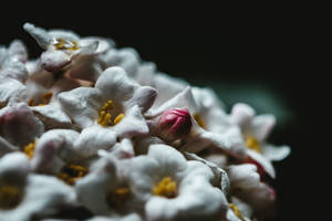 一簇帶有黃色花心的白色花朵，以及一個柔焦的粉紅色花蕾。