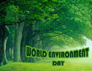 一條森林小徑，兩旁樹木和薄霧，附有文字 World Environment Day
