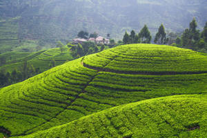 山坡上起伏的綠色茶園梯田，有一座小屋和樹木。