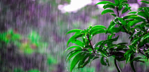 在雨中的森林場景中，綠葉因雨滴而閃閃發光。