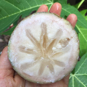 手拿切片麵包果，星形圖案，綠葉背景