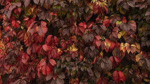 紅色、酒紅色和金色的秋葉覆蓋了深色牆壁。