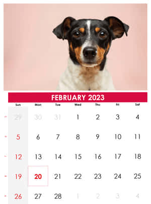 狗肖像，上方是2023年2月的日曆，20號被突出顯示。